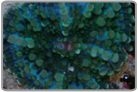 Turquoise Ricordea Yuma Rock